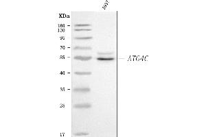anti-Autophagy related 4C Cysteine Peptidase (ATG4C) (AA 1-457) antibody
