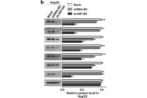 Western Blotting (WB) image for anti-Cyclin B1 (CCNB1) antibody (ABIN2854892)