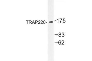 Image no. 1 for anti-Mediator Complex Subunit 1 (MED1) antibody (ABIN272236) (MED1 抗体)