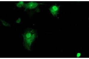 Anti-SMS mouse monoclonal antibody (ABIN2454730) immunofluorescent staining of COS7 cells transiently transfected by pCMV6-ENTRY SMS (RC200619). (SMS 抗体)
