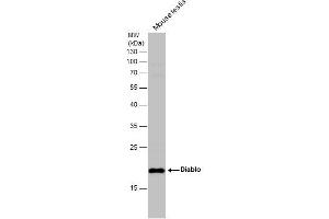 WB Image Mouse tissue extract (50 μg) was separated by 12% SDS-PAGE, and the membrane was blotted with Diablo antibody [N1C3] , diluted at 1:500. (DIABLO 抗体)