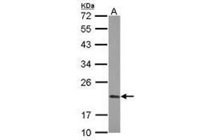 Image no. 2 for anti-Peptidylprolyl Isomerase F (PPIF) (AA 21-207) antibody (ABIN1500361) (PPIF 抗体  (AA 21-207))