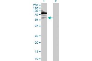 Western Blot analysis of RORC expression in transfected 293T cell line by RORC MaxPab polyclonal antibody. (RORC 抗体  (AA 1-518))