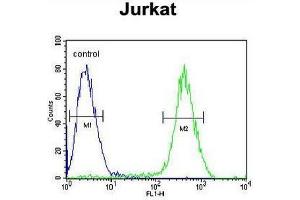 CB2 Antibody (C-term) flow cytometric analysis of Jurkat cells (right histogram) compared to a negative control cell (left histogram). (CNR2 抗体  (C-Term))