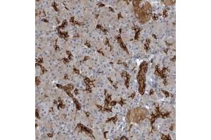 Immunohistochemical staining of human pancreas with C8orf47 polyclonal antibody  shows distinct positivity in intercalated duct cells at 1:500-1:1000 dilution. (C8orf47 抗体)