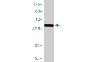 Western Blot detection against Immunogen (51. (CD73 抗体  (AA 28-264))