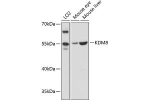 Western blot analysis of extracts of various cell lines, using KDM8 antibody (ABIN6128146, ABIN6142814, ABIN6142815 and ABIN6215293) at 1:3000 dilution. (JMJD5 抗体  (AA 147-416))