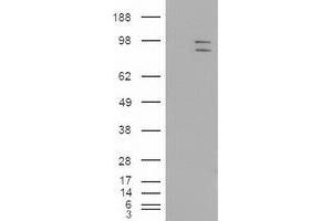 Western Blotting (WB) image for anti-Mitogen-Activated Protein Kinase 6 (MAPK6) (AA 345-721) antibody (ABIN1491432) (MAPK6 抗体  (AA 345-721))