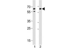 Western Blotting (WB) image for anti-CD46 (CD46) (AA 330-361) antibody (ABIN3030406)