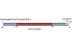 Image no. 3 for anti-B-Cell CLL/lymphoma 2 (BCL2) (AA 49-179) antibody (ABIN968025) (Bcl-2 抗体  (AA 49-179))