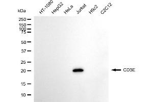 Western blotting analysis using CD3E antibody (ABIN7797964). (CD3 epsilon 抗体)