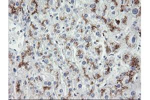 Image no. 3 for anti-Mdm4-binding Protein (MDM4) antibody (ABIN1499353) (MDM4-binding Protein 抗体)