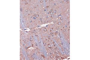 Immunohistochemistry of paraffin-embedded Rat brain using WDR61 Rabbit pAb (ABIN7271361) at dilution of 1:100 (40x lens). (WDR61 抗体  (AA 1-305))
