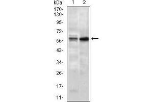 Western blot analysis using GNL3 mouse mAb against NIH3T3 (1) and PC-3 (2) cell lysate.