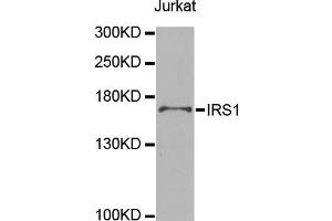 Western blot analysis of extracts of Jurkat cells, using IRS1 antibody (ABIN5998006) at 1/1000 dilution. (IRS1 抗体)