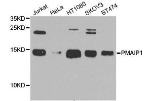 Western blot analysis of extracts of various cell lines, using PMAIP1 antibody. (NOXA 抗体  (AA 1-54))