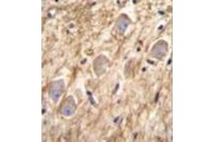 Immunohistochemistry analysis in formalin fixed and paraffin embedded human brain tissue reacted with PCDHGA8 Antibody (C-term) followed by peroxidase conjugation of the secondary antibody and DAB staining. (PCDHGA8 抗体  (C-Term))
