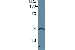 Detection of LEFTY1 in Rat Pancreas lysate using Polyclonal Antibody to Left/Right Determination Factor 1 (LEFTY1) (LEFTY1 抗体  (AA 78-361))