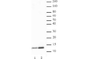 Histone H4K5ac antibody (pAb) tested by Western blot. (Histone H4 抗体  (acLys5))