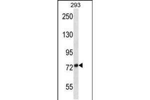 Western blot analysis in 293 cell line lysates (35ug/lane). (ADAM32 抗体  (N-Term))
