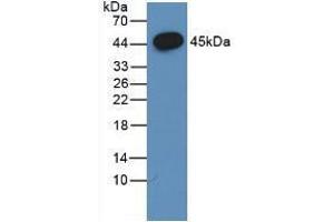 Western blot analysis of the recombinant protein. (FSHB 抗体  (AA 21-129))