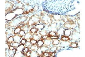 Image no. 1 for anti-Mitochondrial Marker antibody (ABIN6163940) (Mitochondrial Marker 抗体)