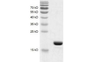 Recombinant BRD9 (130-259) protein gel. (BRD9 Protein (AA 130-259) (His tag,DYKDDDDK Tag))