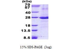 Image no. 1 for Fc Fragment of IgG, Low Affinity IIa, Receptor (CD32) (FCGR2A) protein (His tag) (ABIN6387117) (FCGR2A Protein (His tag))