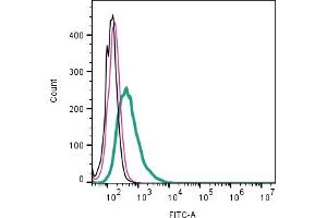 Cell surface detection of CALHM2 by direct flow cytometry in live intact human Raji B-cell lymphoblast cell line: + Rabbit IgG Isotype Control-FITC (ABIN7582044). (CALHM2 抗体  (Extracellular) (FITC))