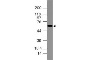 Image no. 1 for anti-Keratin 77 (KRT77) (AA 133-346) antibody (ABIN5027493) (Keratin 77 抗体  (AA 133-346))