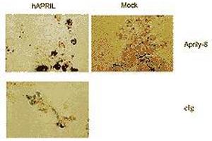 Image no. 1 for anti-Tumor Necrosis Factor (Ligand) Superfamily, Member 13 (TNFSF13) antibody (ABIN187284) (TNFSF13 抗体)