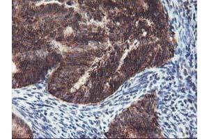 Image no. 4 for anti-TNF Receptor-Associated Protein 1 (TRAP1) antibody (ABIN1501500)