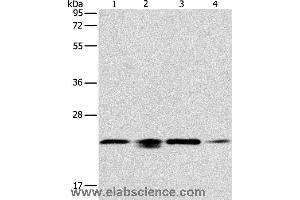 Western blot analysis of 293T, hela, PC3 and NIH/3T3 cell, using PRDX2 Polyclonal Antibody at dilution of 1:750 (Peroxiredoxin 2 抗体)