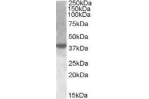 Image no. 2 for anti-X-Box Binding Protein 1 (XBP1) (Internal Region) antibody (ABIN374982) (XBP1 抗体  (Internal Region))