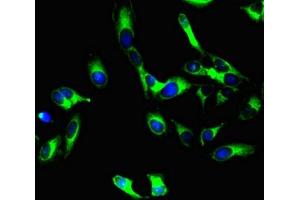 Immunofluorescent analysis of Hela cells using ABIN7163728 at a dilution of 1:100 and Alexa Fluor 488-congugated AffiniPure Goat Anti-Mouse IgG(H+L). (PODXL 抗体)