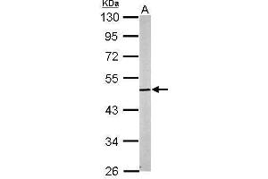 WB Image Sample (20 ug of whole cell lysate) A: mouse brain 10% SDS PAGE antibody diluted at 1:5000 (Cnpase 抗体)