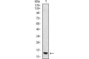 Western Blotting (WB) image for anti-Histone Cluster 2, H4a (HIST2H4A) antibody (ABIN5942184) (Histone Cluster 2, H4a (HIST2H4A) 抗体)