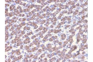 Formalin-fixed, paraffin-embedded human Liver stained with Prohibitin Mouse Monoclonal Antibody (PHB/3228). (Prohibitin 抗体  (AA 167-261))