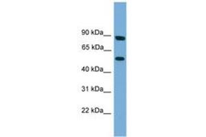 Image no. 1 for anti-Raftlin Family Member 2 (RFTN2) (N-Term) antibody (ABIN6744995) (RFTN2 抗体  (N-Term))