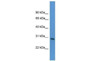 WB Suggested Anti-TNFRSF4  Antibody Titration: 0. (TNFRSF4 抗体  (Middle Region))
