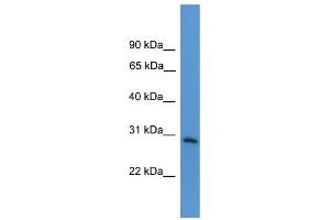 Western Blotting (WB) image for anti-Tumor Necrosis Factor Receptor Superfamily, Member 4 (TNFRSF4) (Middle Region) antibody (ABIN2787930)
