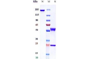 Anti-PDGFRA / CD140a Reference Antibody (olaratumab) on SDS-PAGE under reducing (R) condition. (Recombinant PDGFRA (Olaratumab Biosimilar) 抗体)