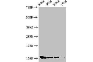Western Blot Positive WB detected in Recombinant protein All lanes: prgJ antibody at 2 μg/mL Secondary Goat polyclonal to rabbit IgG at 1/50000 dilution Predicted band size: 11 kDa Observed band size: 11 kDa (PrgJ (AA 1-101) 抗体)
