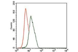 Image no. 2 for anti-Enolase 2 (Gamma, Neuronal) (ENO2) antibody (ABIN1491284) (ENO2/NSE 抗体)