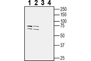 1-2. (TMEM108 抗体  (Extracellular Loop))