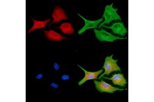 ABIN6256861 and ABIN6273953 staining  cells by IF/ICC. (NPY4R 抗体  (N-Term))