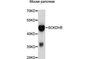 Western blot analysis of extracts of mouse pancreas, using BCKDHB antibody (ABIN4903026) at 1:1000 dilution. (BCKDHB 抗体)