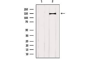 Western blot analysis of extracts from Mouse brain, using CNTNAP4 Antibody. (CNTNAP4 抗体  (C-Term))