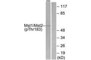 Western blot analysis of extracts from 293 cells treated with H2O2 100uM 15', using Mst1/2 (Phospho-Thr183) Antibody. (MST1/MST2 (AA 149-198), (pThr183) 抗体)