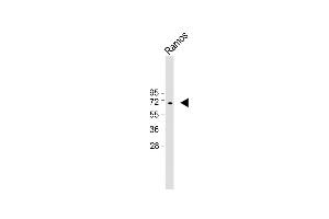 Anti-KNG1 Antibody (N-term) at 1:1000 dilution + Ramos whole cell lysate Lysates/proteins at 20 μg per lane. (KNG1 抗体  (N-Term))